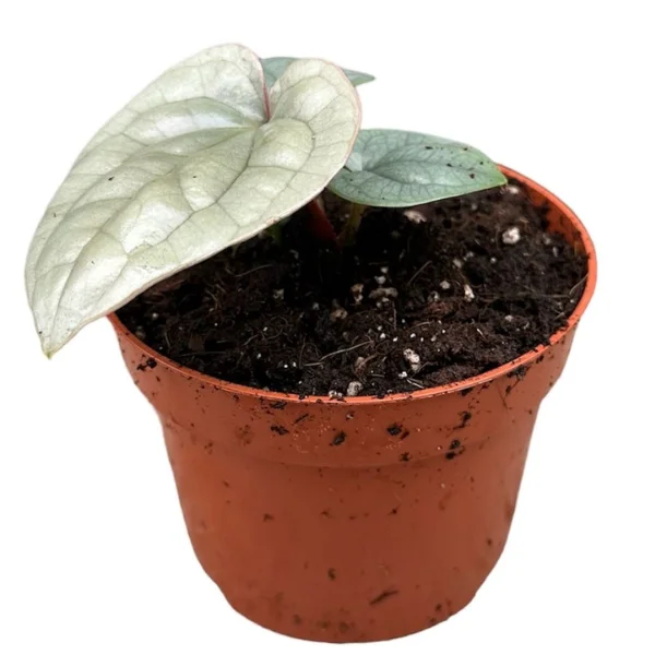 Anthurium luxurians [2]