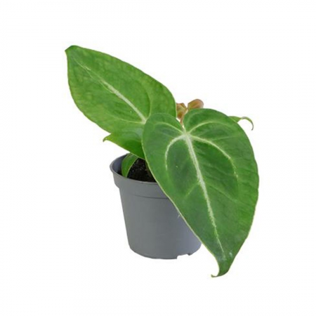 Anthurium - Anthurium Magnificum