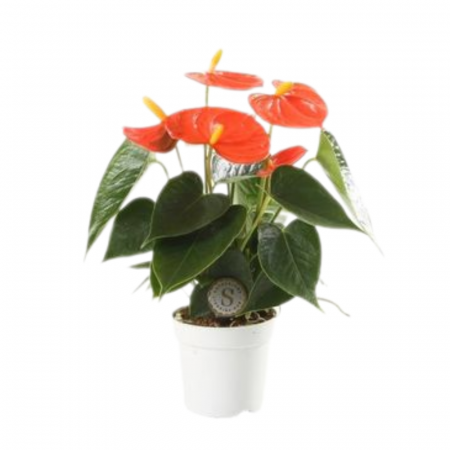 Anthurium - Anthurium 'Orange Champion'