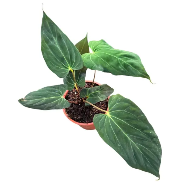 Anthurium papillilaminum [1]