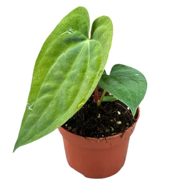 Anthurium - Anthurium papillilaminum