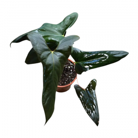 Plante speciale - Anthurium papillilaminum 'Ree Gardens' x sp. Napo