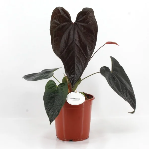 Anthurium Queen of Hearts [3]
