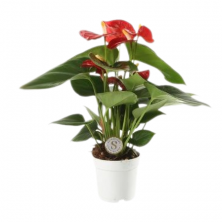 Anthurium - Anthurium 'Red Champion'