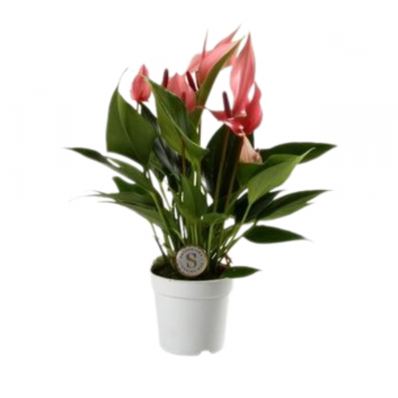 Anthurium - Anthurium 'Red Lilli'