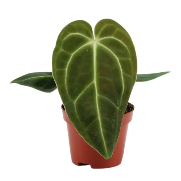 Anthurium - Anthurium regale