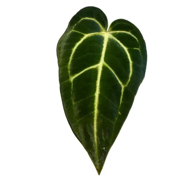 Anthurium regale [2]
