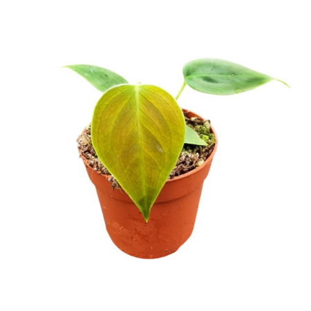 Anthurium - Anthurium veitchii D7