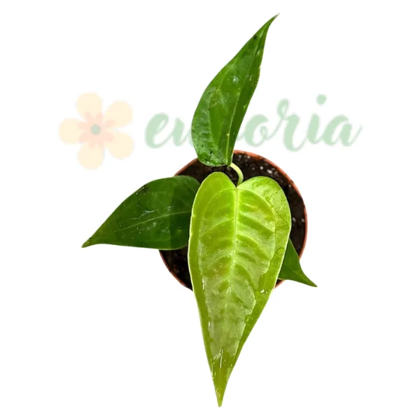 Anthurium - Anthurium veitchii 'Narrow Form' – The King Anthurium