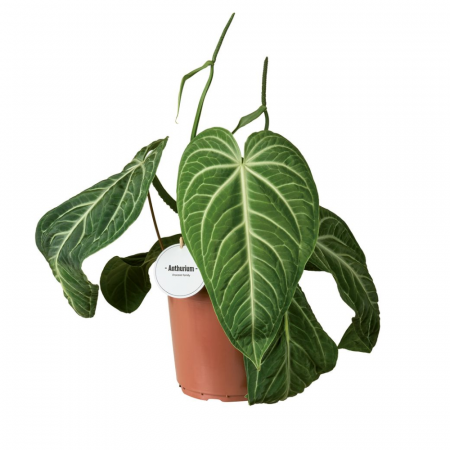 Plante de interior - Anthurium Villenaorum în ghiveci, frunze inimă verzi catifelate