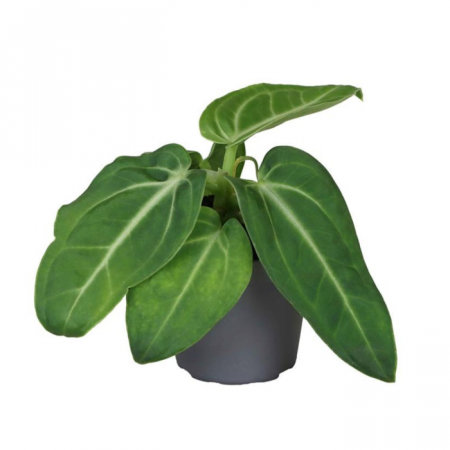Ușor de întreținut - Anthurium Villenaorum în ghiveci, frunze inimă verzi catifelate