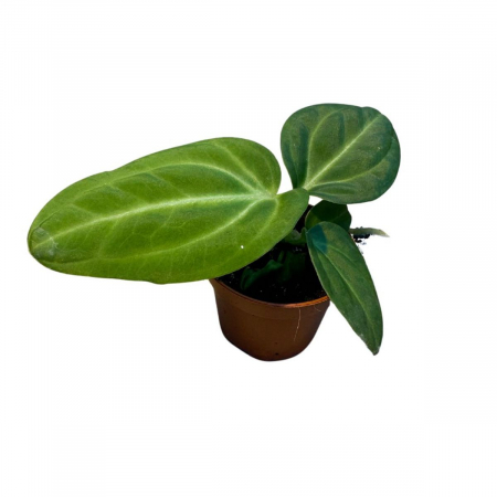 Anthurium - Anthurium Villenaorum în ghiveci, frunze inimă verzi catifelate