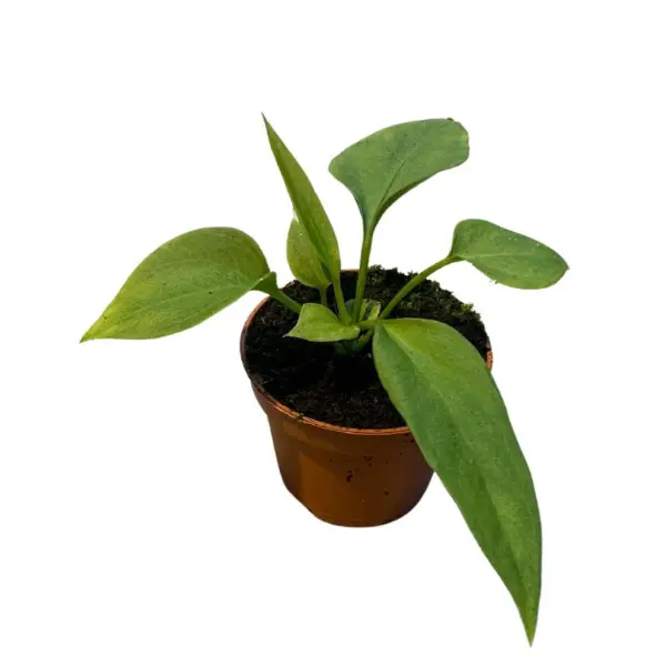Plante speciale - Anthurium vittariifolium