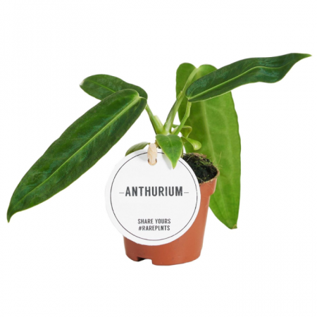 Anthurium - Anthurium warocqueanum