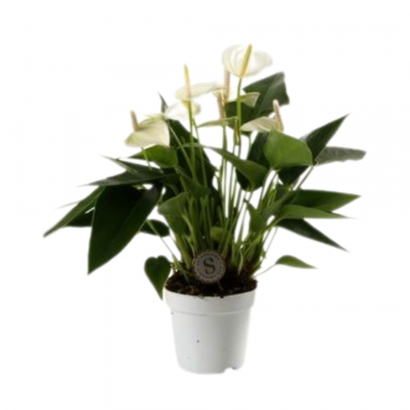 Anthurium - Anthurium 'White Champion'