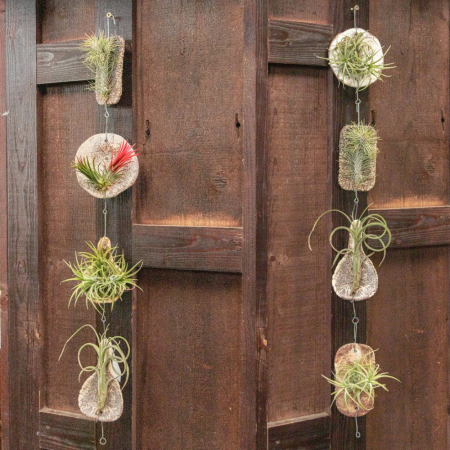 Aranjament cu tillandsia așezată pe pietre decorative – plantă aeriană. [3]