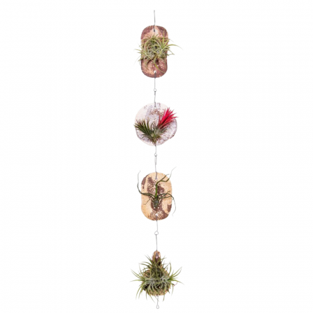 Tillandsia - Aranjament cu tillandsia așezată pe pietre decorative – plantă aeriană.