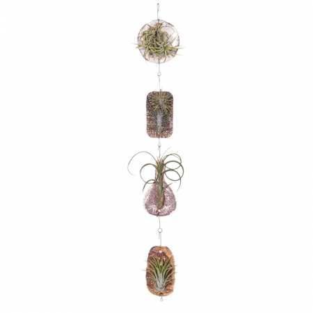 Aranjament cu tillandsia așezată pe pietre decorative – plantă aeriană. [1]