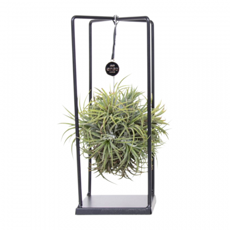 Aranjament Tillandsia cu cadru metalic [1]