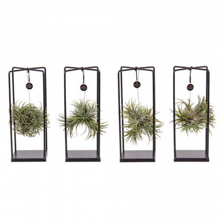 Aranjament Tillandsia cu cadru metalic [2]