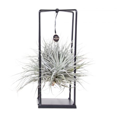 Tillandsia - Aranjament Tillandsia cu cadru metalic