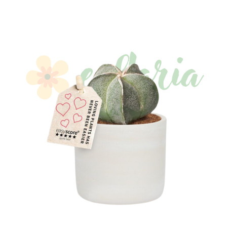 Plante pentru terarii - Astrophytum myriostigma D7cm — Mitra Episcopului cactus