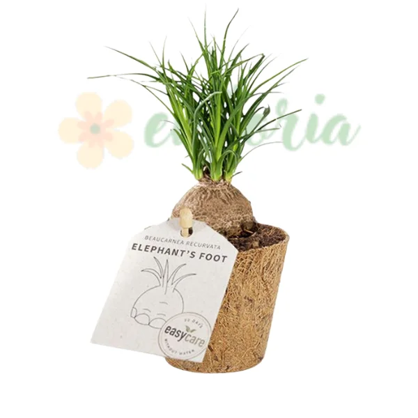 ... Other succulents - Beaucarnea recurvata – Ponytail Palm Pet-Safe