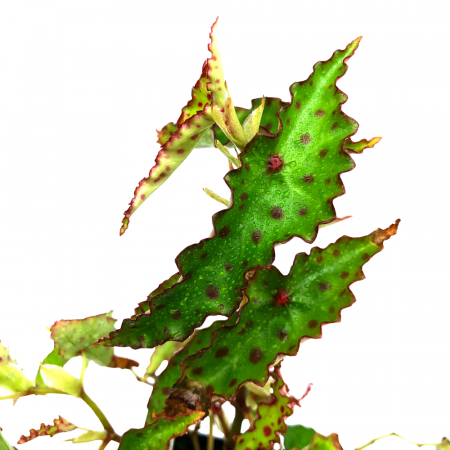 Begonia amphioxus [1]