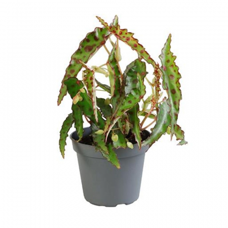 Begonia - Begonia amphioxus