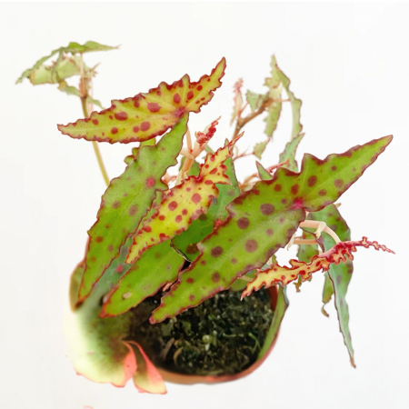 Begonia amphioxus [2]