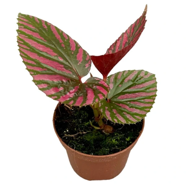 Begonia - Begonia brevirimosa