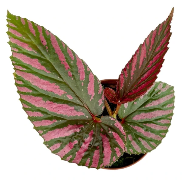 Begonia brevirimosa [2]