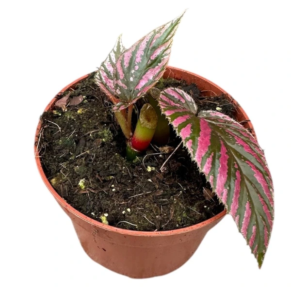 Begonia brevirimosa [1]