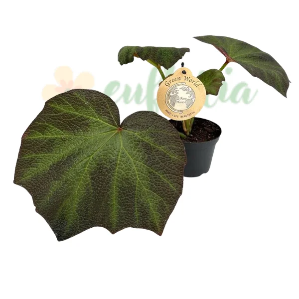 Indoor plants - Begonia 'Brown Forest'