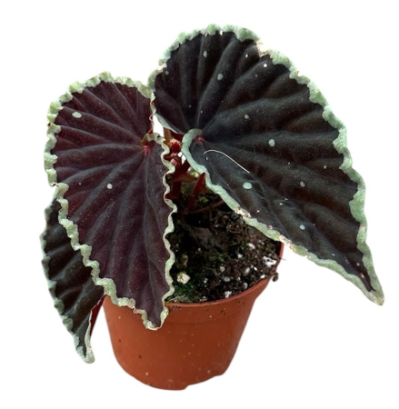 Begonia - Begonia darthvaderiana 'Green Spots' — plantă rară cu frunze negre-verzui și puncte verzi
