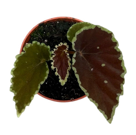 Begonia darthvaderiana 'Green Spots' — plantă rară cu frunze negre-verzui și puncte verzi [3]
