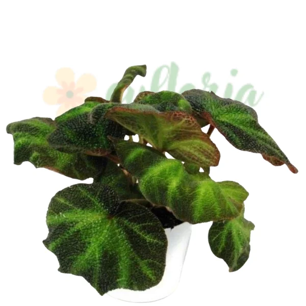 Indoor plants - Begonia 'Decora'