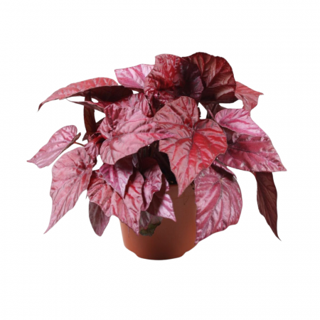 Begonia - Begonia INCA FLAME