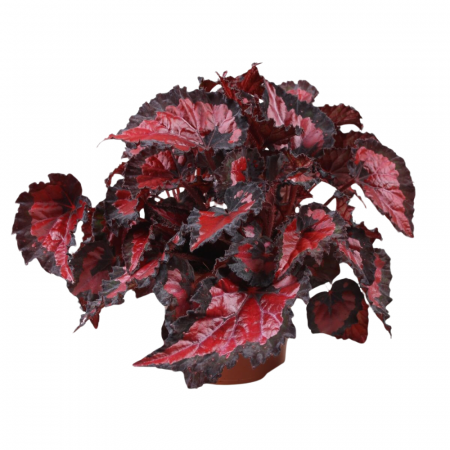 Begonia - Begonia INCA NIGHT