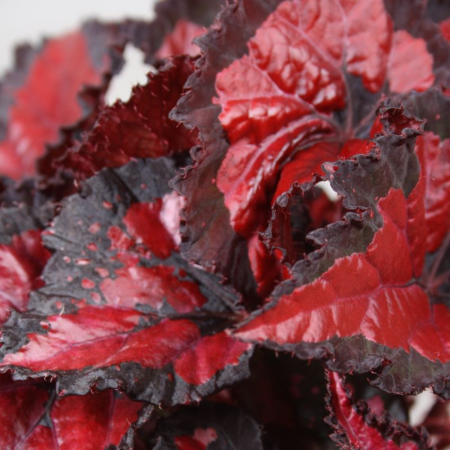 Begonia INCA NIGHT [1]