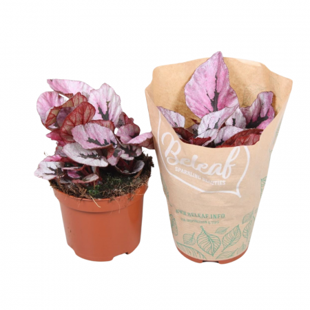 Begonia - Begonia INDIAN SUMMER