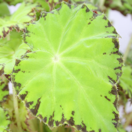 Begonia LIMA LOVE [1]