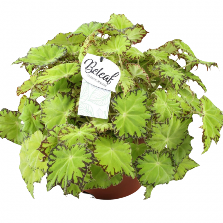 Begonia - Begonia LIMA LOVE