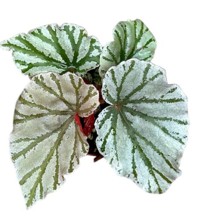 Begonia - Begonia Looking Glass indoor plant with metallic silver leaves