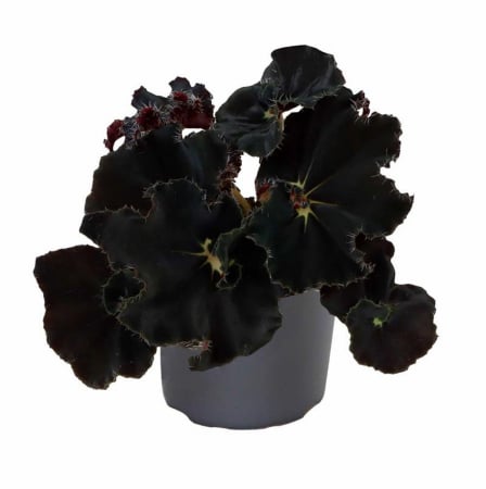 Begonia - Begonia MAGIC COLOURS DARK MAMBO