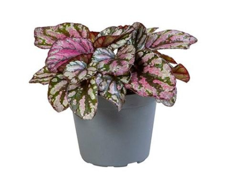 Begonia - Begonia Magic Colours Hugh McLauchlan decorative indoor plant