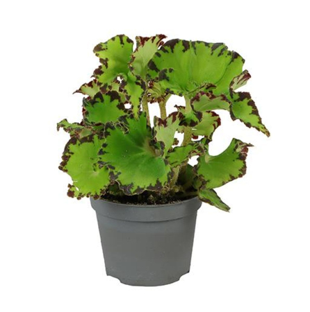 Begonia - Begonia Magic Colours Jive decorative indoor plant