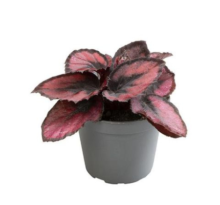 Begonia - Begonia Magic Colours Red Kiss decorative indoor plant