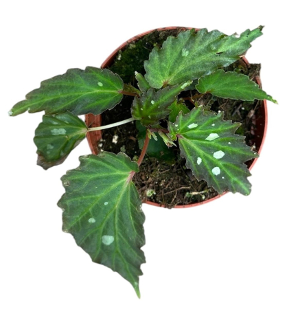 Begonia 'Mantuk' — plantă rară cu frunze închise [1]