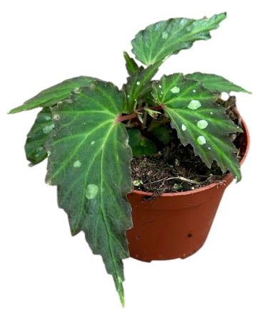 Begonia - Begonia 'Mantuk' — plantă rară cu frunze închise